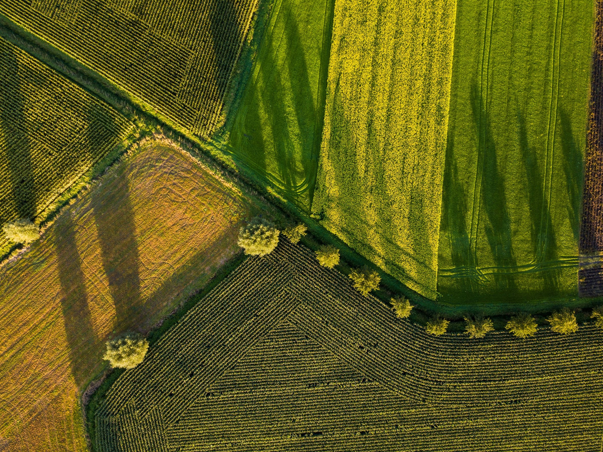 An aerial view of green fields and carefully planted crop rows